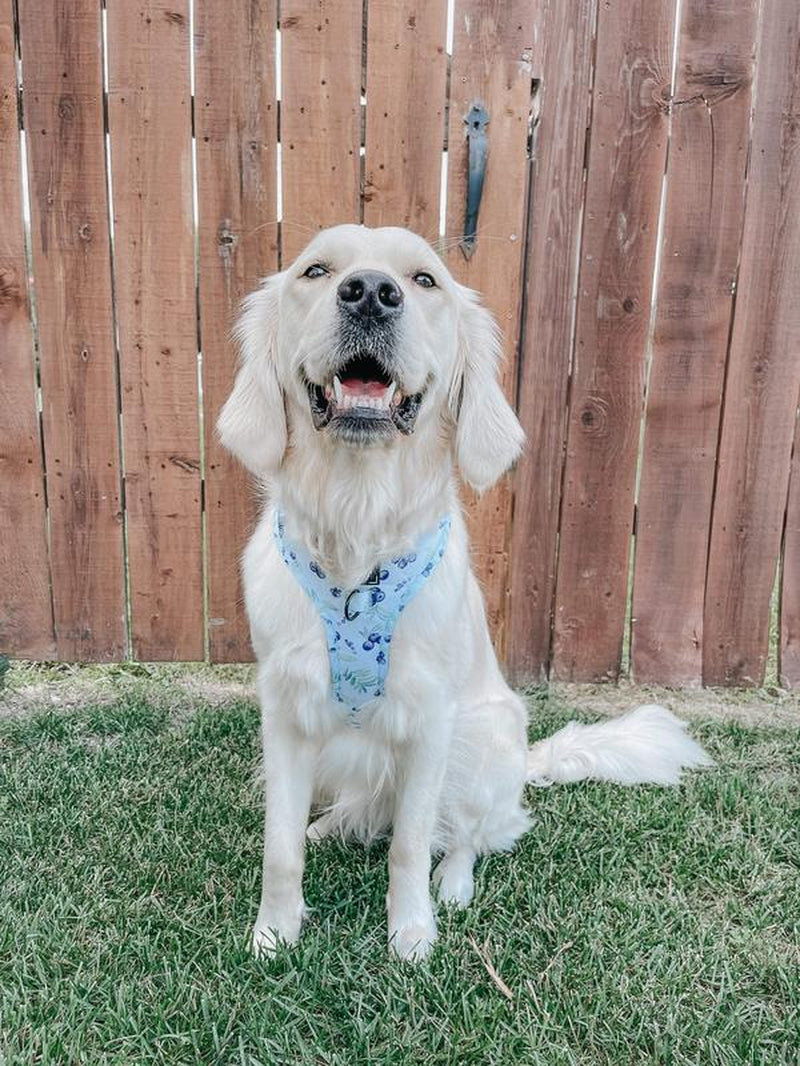 Dog Adjustable Harness - Berry Sassy