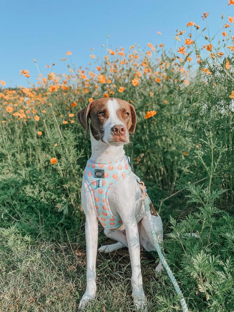Dog Adjustable Harness - Peach Please